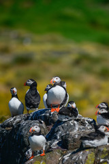 Fototapeta premium Colorful Atlantic Puffin or Comon Puffin Fratercula Arctica in Northumberland England on bright Spring day