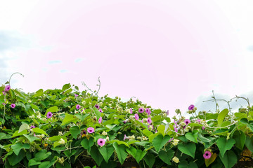 Elephant Creeper, Silver Morning-glory plant purple flower on roof