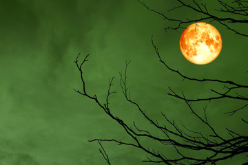 full blood moon back silhouette branch dry tree night sky