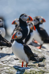 Fototapeta premium Colorful Atlantic Puffin or Comon Puffin Fratercula Arctica in Northumberland England on bright Spring day
