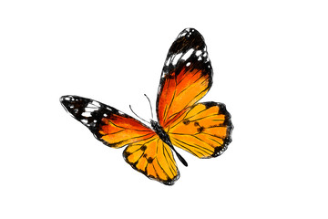 Fototapeta na wymiar Beautiful monarch butterfly isolated on white background. Realistic hand drawing illustration. Insect collection.
