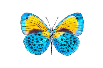Beautiful blue and yellow butterfly isolated on white background. Realistic hand drawing illustration. Insect collection.