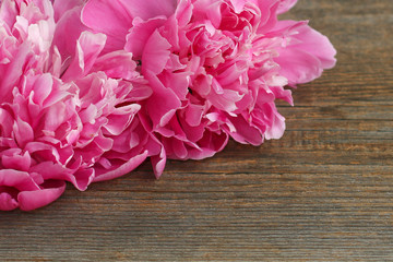 pink peony on a wooden background. close-up 