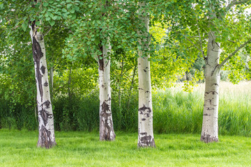 four aspen trees near wild grasses and lush greenery in Montana