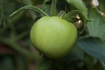 Green, immature tomato fruit grows on a bush in a greenhouse