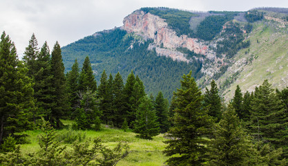 lush green pine forest with majestic mountain peak in the distance near Bozeman, Montana