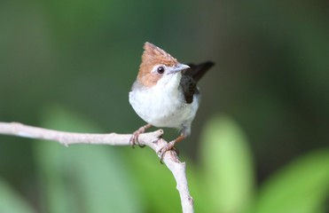 Chestnut-crested Yuhina (Yuhina everetti) in Borneo, Malaysia
