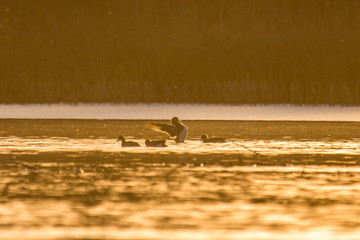 Duck in water