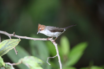 Chestnut-crested Yuhina (Yuhina everetti) in Borneo, Malaysia
