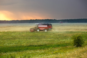 Fototapeta premium modern heavy harvester removes the ripe wheat bread in field before the storm. Seasonal agricultural work