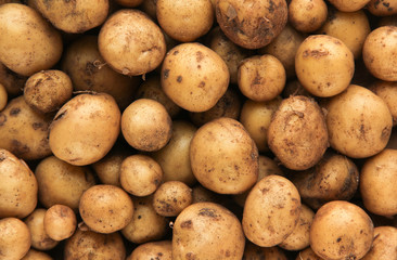 viele Kartoffeln Hintergrund Erde Sand Dreck Ernte ungewaschen Boden 
