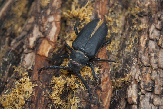 A large black beetle of barbel (Prionus coriarius) sits on the bark of an old tree.