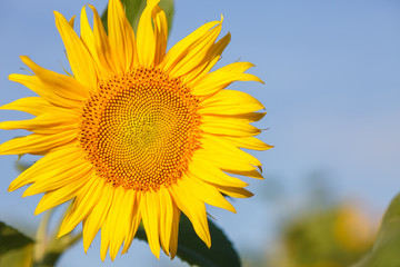 Naklejka premium close up sunflower flutters in the wind in blue sky as background