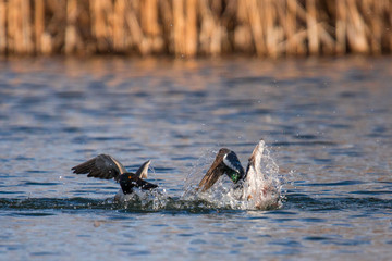 Fototapeta premium Fighting ducks