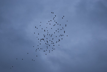 A large flock of crows in the background of a dramatic sky