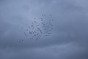 A large flock of crows in the background of a dramatic sky
