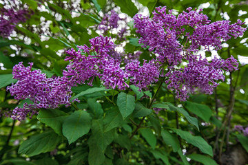branches of blooming lilac on the background of green leaves