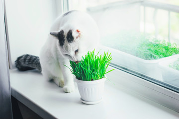 White cat eating green grass in a pot on the window sill - Powered by Adobe