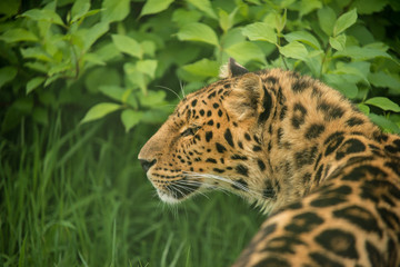 Beautiful close up portrait of Jaguar panthera onca in colorful vibrant landscape
