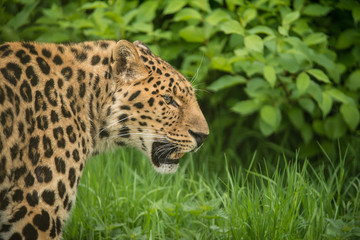 Fototapeta na wymiar Beautiful close up portrait of Jaguar panthera onca in colorful vibrant landscape