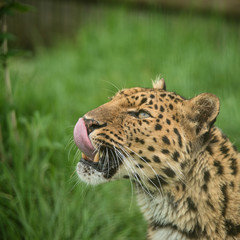 Beautiful close up portrait of Jaguar panthera onca in colorful vibrant landscape