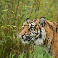 Fototapeta na wymiar Beautiful portrait of tiger Panthera Tigris walking through long grass in vibrant landscape