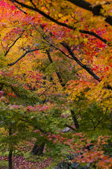 Colours of Autumn in Kyoto
