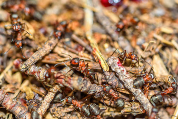 ants in an anthill closeup