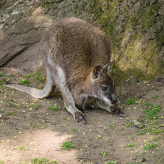 Wallaby wildlife Diprotodontia Macropoidae in sunlgiht in woodland with yound joey in pouch