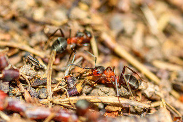 ants in an anthill closeup