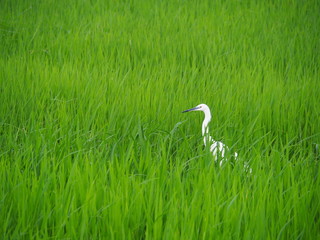 in the rice field