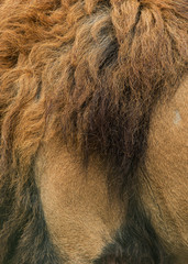 Fototapeta premium Beautiful intimate portrait image of King of the Jungle Barbary Atlas Lion Panthera Leo