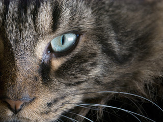 Macro closeup on half of a dark long haired maine coon cat's face with focus on the intense direct stare of it's green eye, with copy space over the fur on the upper right
