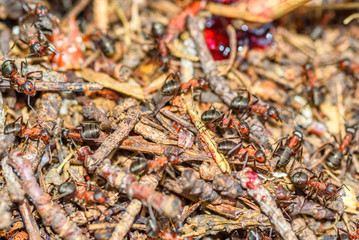 ants in an anthill closeup