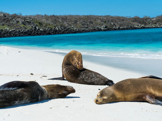 Sea lions on Gardner Bay Beach, Espanola Island