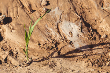 Obraz premium Grass