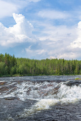 Rapid river in the woodland at summer