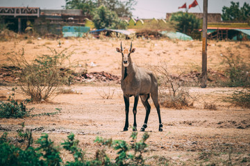 Fototapeta na wymiar Antelope in Wild