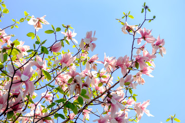 Close-up of trees in a park on a warm spring day. Pink flowers on trees in spring.