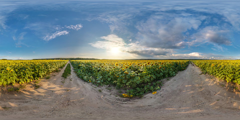 full seamless spherical panorama 360 by 180 degrees angle view on gravel road among sunflowers...