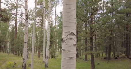 Moving through the aspen trees at sunrise.