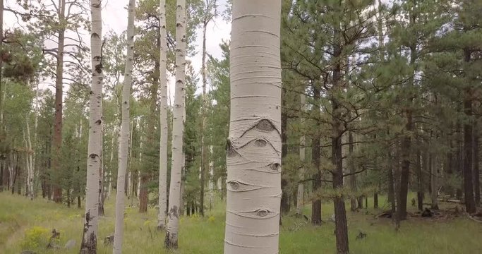 Moving through the aspen trees at sunrise. - Powered by Adobe