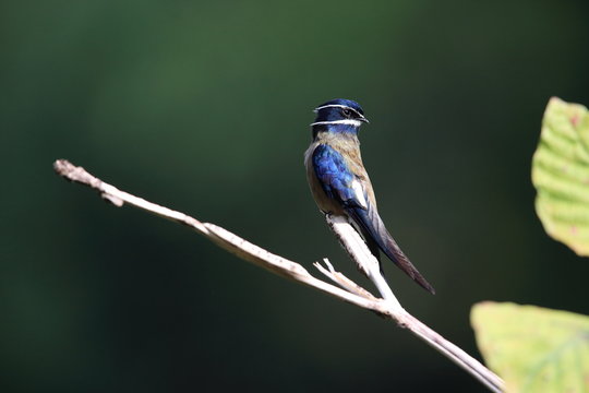 Whiskered treeswift (Hemiprocne comata) in Borneo, Malaysia