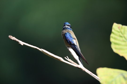 Whiskered treeswift (Hemiprocne comata) in Borneo, Malaysia