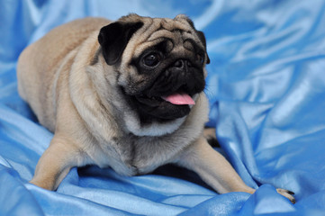 pug