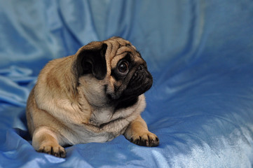 pug
