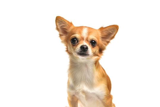 Chihuahua dog Brown on white background