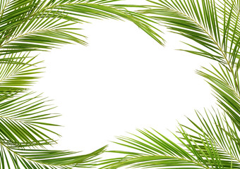 Green palm branches in a frame