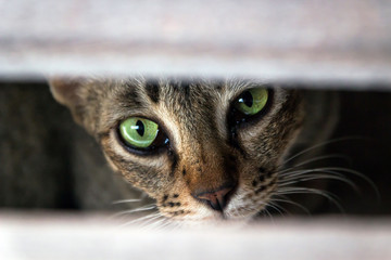 Brown tabby cat eyes stare at camera, camouflage cat.