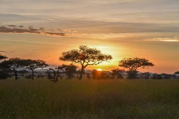 Driving in the Serengeti National Park, Tanzania